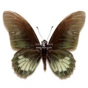 MIMOIDES PHAON PHAON